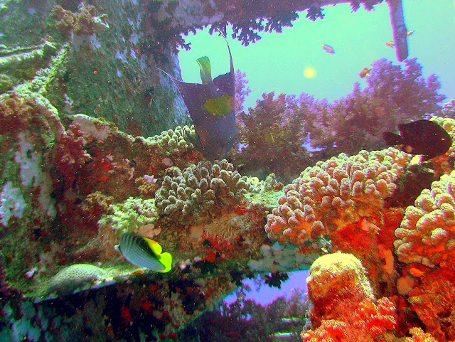 wreck rosalie moeller, WW II, egypt, northern red sea