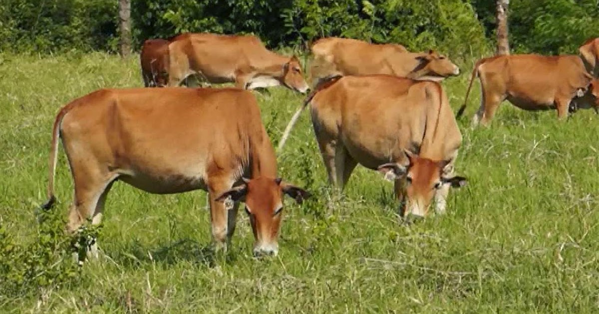Jenis-jenis Sapi Potong di Indonesia - Pusat Ilmu Pertanian