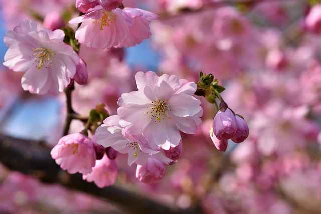Comment Entretenir un Cerisier du Japon ? Fonctionnalités et Astuces