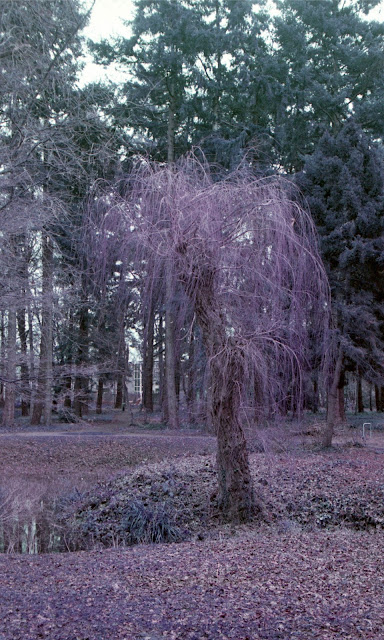 Boom, Gimbornhof, Zevenaar