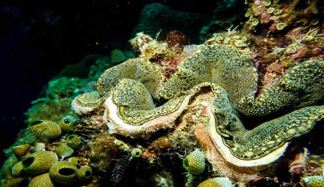 SCUBA DIVING TERBAIK DI INDONESIA