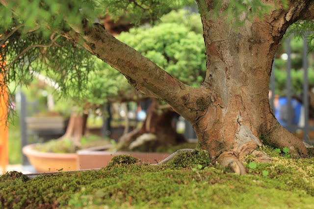 desktop, wallpaper, screensaver, backgrounds, nature, macro, moss, garden, trunk