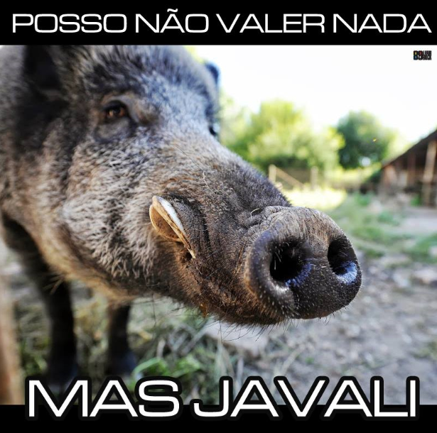 javali.png (615×610)