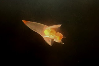 Sea angel (Clione limacina)