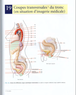 Télécharger Livre Gratuit ANATOMIE - Coupes Transversales du Tronc pdf