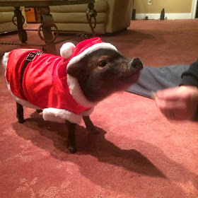 Funny animals of the week - 27 December 2013 (40 pics), pig wears santa costum