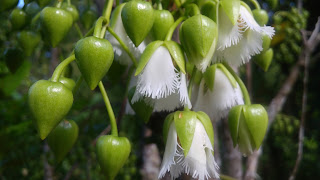 Its common name in mauritius is Bois dentelle and "lacewood" in English because of the delicate flowers