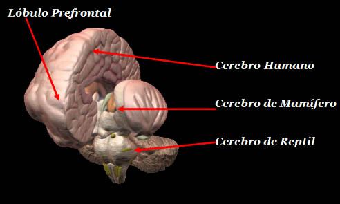 del cerebro, está la parte