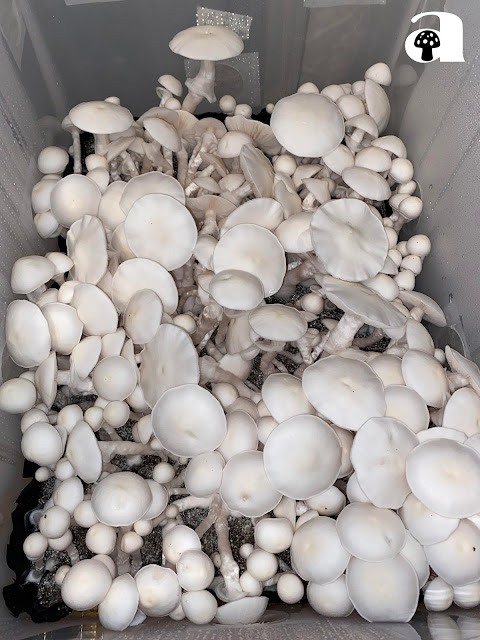 Albino Avery Mushrooms_6