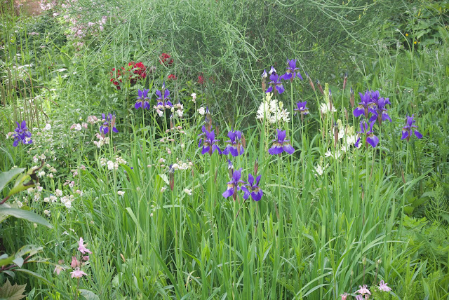 Bulbeuses et vivaces de prairie au jardin de Lidine