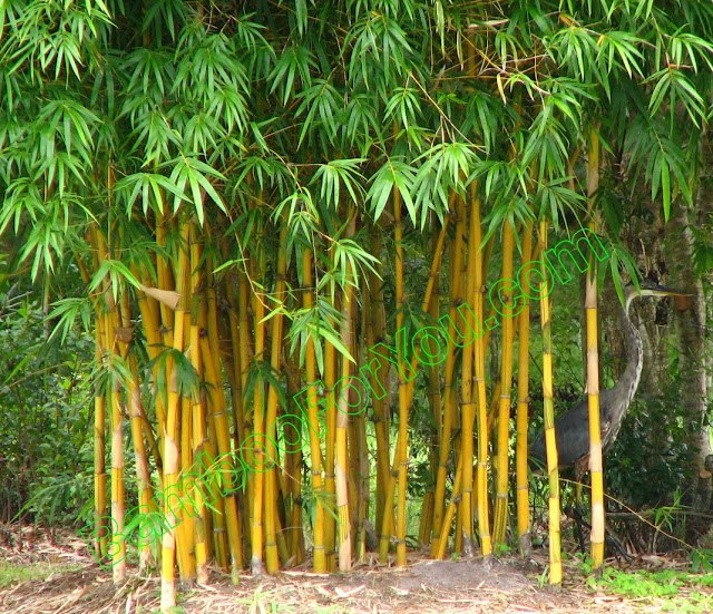 Bamboo Tree1