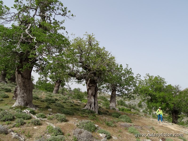 Quejigales-Tajo del Canalizo-Enamorados-Cerro Alto