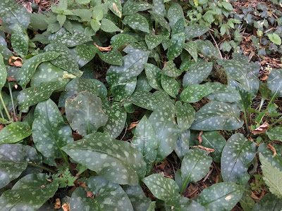 Pulmonaria leaves