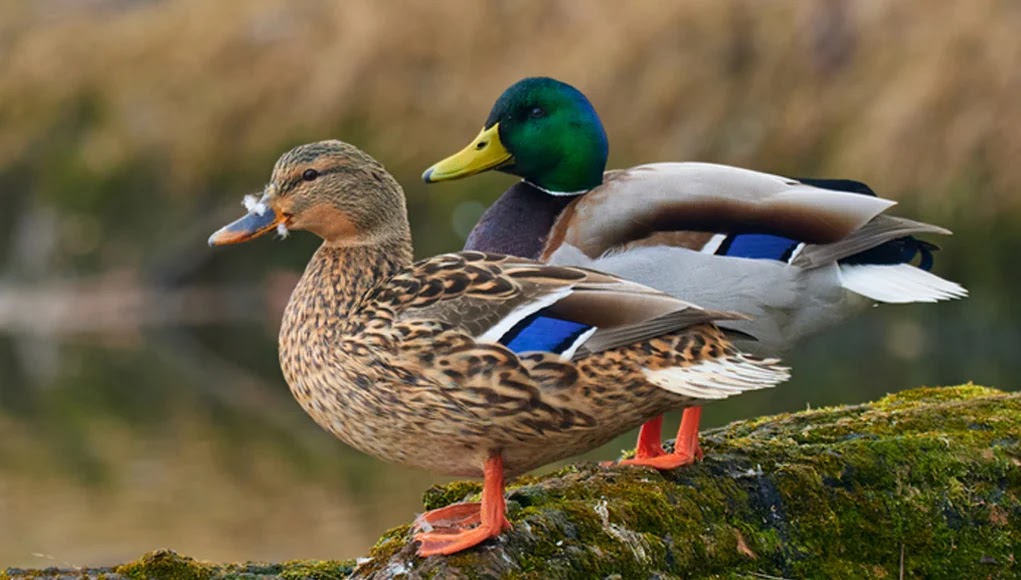 Mallard (Anas platyrhynchos)