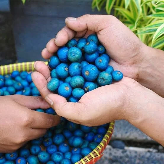 Buah rudraksha