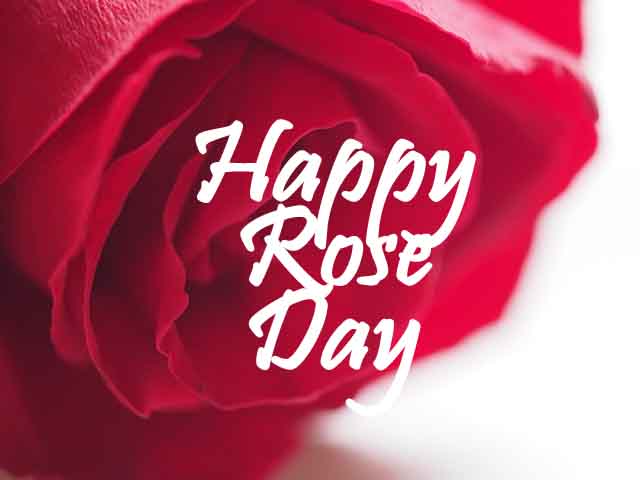 Happy Rose Day 2022 Images, Wallpapers, Pics & Photos