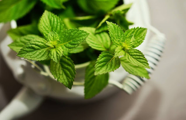 Mint Water For Health Benefits