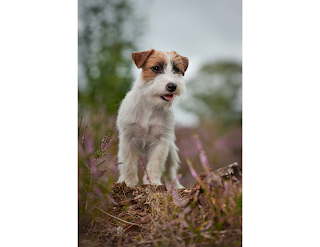 As mentioned, Jack Russell Terriers were created by Reverend John Russell. The breed was named after him and has since become one of the most popular dog breeds in the world.