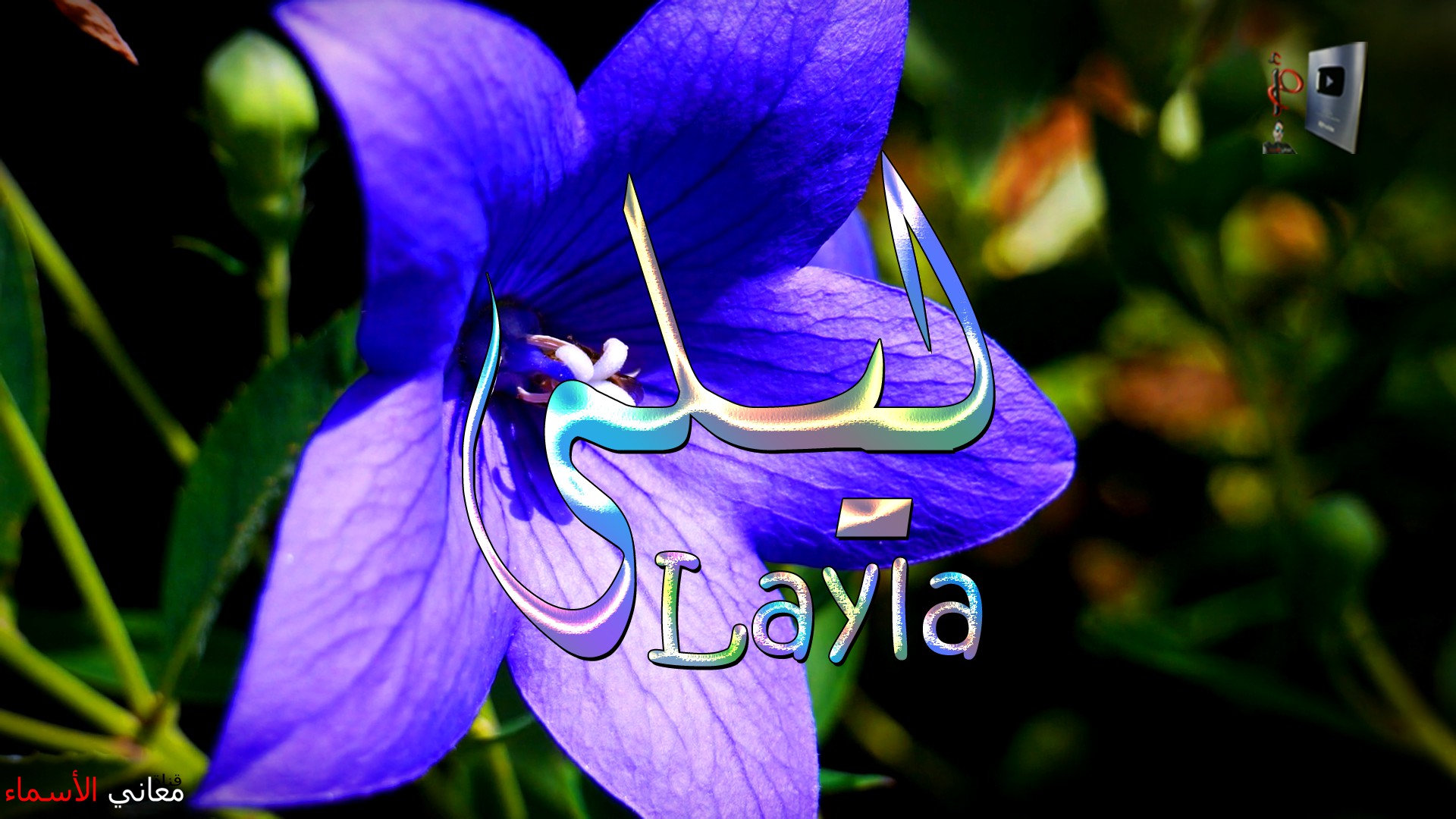 معنى اسم, ليلى, وصفات, حاملة, هذا الاسم, Layla,