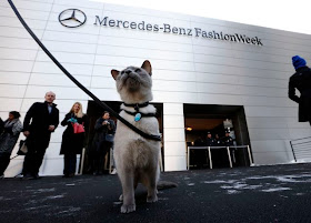 foto seekor kucing fashion show bernama Lily