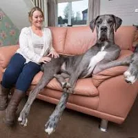 Great Dane