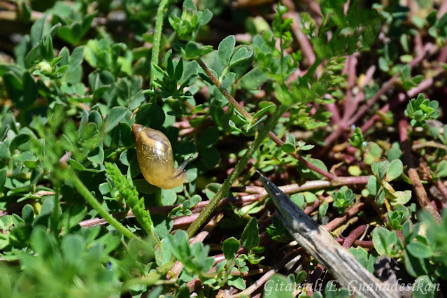 Tiny land snail (smaller than a quarter) on some vegetation.