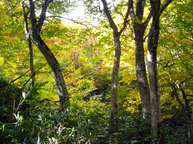 山の紅葉の進み具合