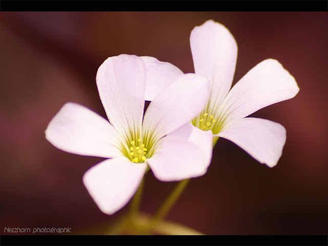 Flowers macro photography 3