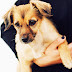 Top Dogs in Telugu Stories