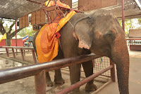 Cute elephant at Thailand