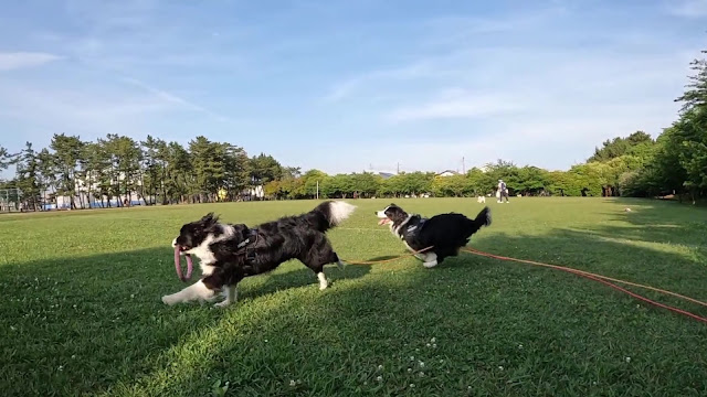 保護犬 ボーダーコリー トーマ