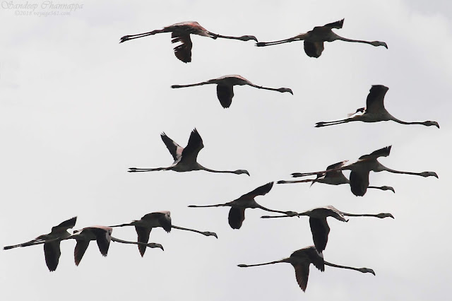 Greater Flamingos