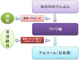 図　イラスト　米のでんぷんから麹菌と清酒酵母で日本酒を作る　酵素　アミラーゼ　ピルビン酸デカルボキシラーゼ　ブドウ糖