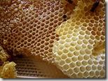 Honey_comb