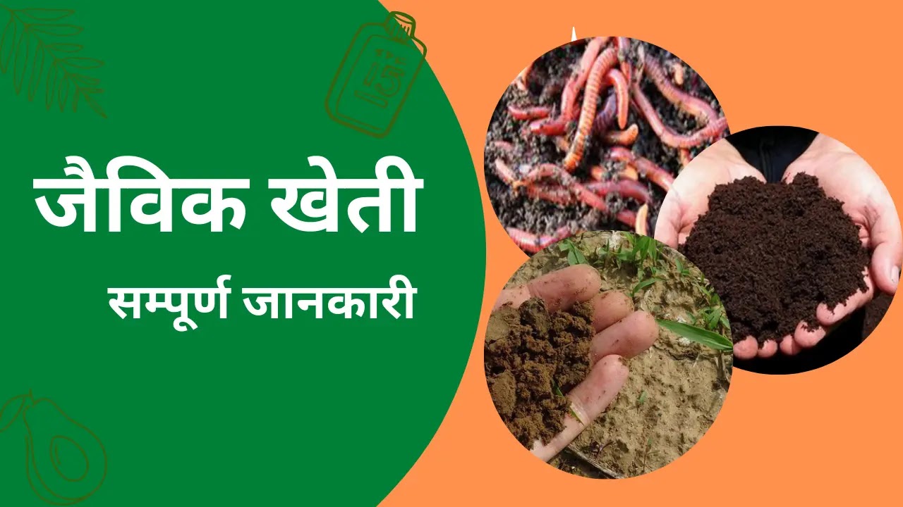 Jaivik Kheti in Hindi | Full Information About Organic Farming | जैविक खेती की सम्पूर्ण जानकारी