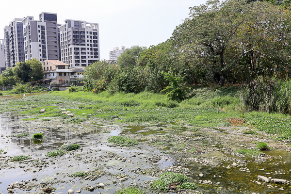 台中大里鳥竹圍公園旱溪河濱步道輕鬆散步，欣賞野鳥生態水岸美景