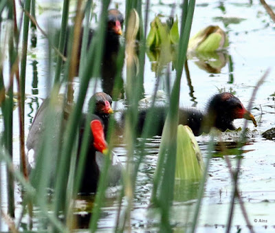 "Eurasian Moorhen - Gallinula chloropus, with chicks."