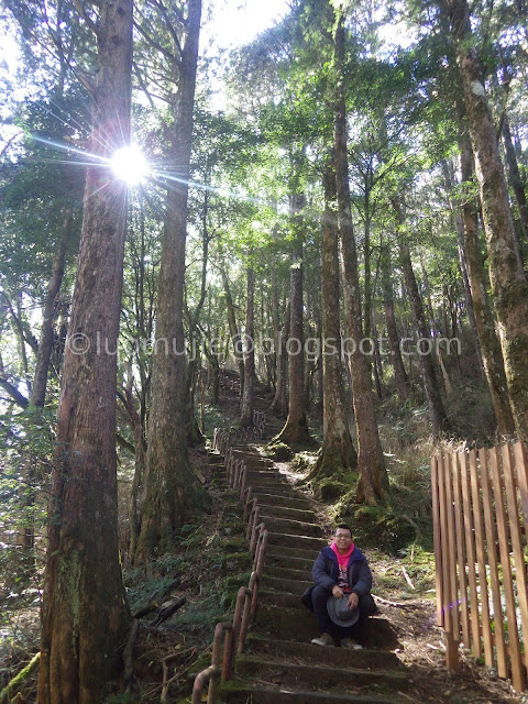 Alishan maple autumn foliage