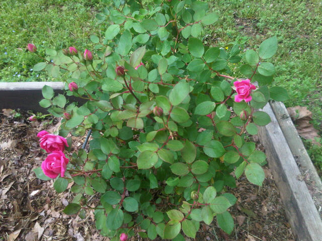 yellow rose bush -