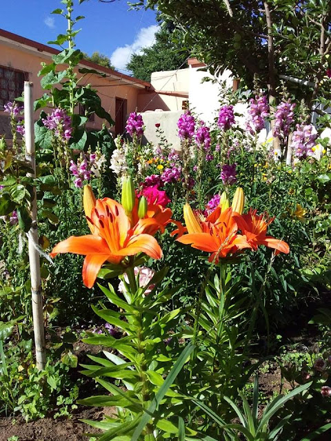 Der Pfarrgarten ist auch ohne Padre schön