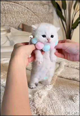 Cute Kitten GIF • Aww adorable white kitten doing the belly dance Wiggle... Wiggle... Wiggle... cute belly [ok-cats.com]