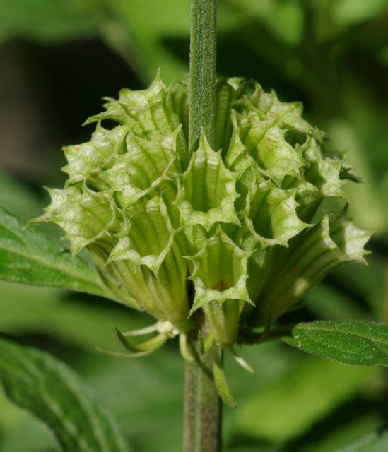 Leonotis leonurus