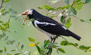 http://miefbird.blogspot.com/2015/08/daptar-harga-burung-jalak-suren-periode.html