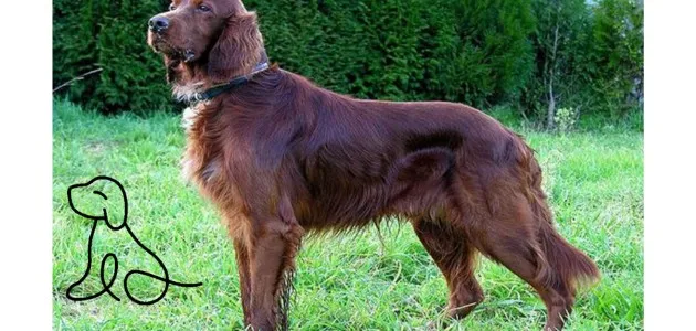 هذا الصنف من الكلاب لديه واحد من أجمل الفراء الملونة في العالم. يمتلك The Irish Setter معطفًا طويلًا أحمر كستنائي ، انتظر حتى ترى معطفه عند غروب الشمس ، فهي كلاب ودودة للغاية ، كما أنها لطيفة مع كل من البشر وحتى الحيوانات الأخرى