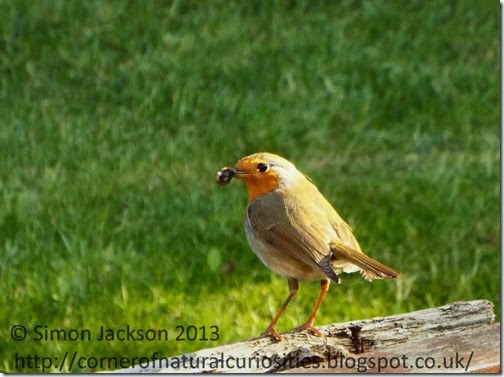 Robin eating worm