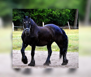 This is illustartion indicating the Friesian Horse Breed (One of the Most Popular Horse Breeds in the World)