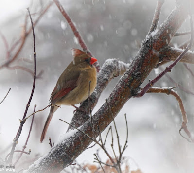 female cardinal photo by mbgphoto