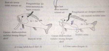 Pengertian Adaptasi  Fisiologi  Berkas Ilmu