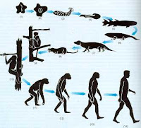 Fósiles que nos muestran cómo se fue-ron dando los procesos de cambio en diferentes etapas de la historia geológica de la Tierra. Indirectas. Nos demuestran el parentesco entre especies y nos permiten ir delineando los árboles evolutivos de los organismos.  Evidencias directas: los fósiles Las primeras señales que surgieron como indi-cadores de cambio en los seres vivos fueron los fósiles, que son restos de organismos que vivie-ron en el pasado y que se han conservado hasta nuestros días. Los fósiles nos pueden contar una historia acerca de nuestro pasado y el de otros organismos. Se han encontrado, por ejemplo, los hueso