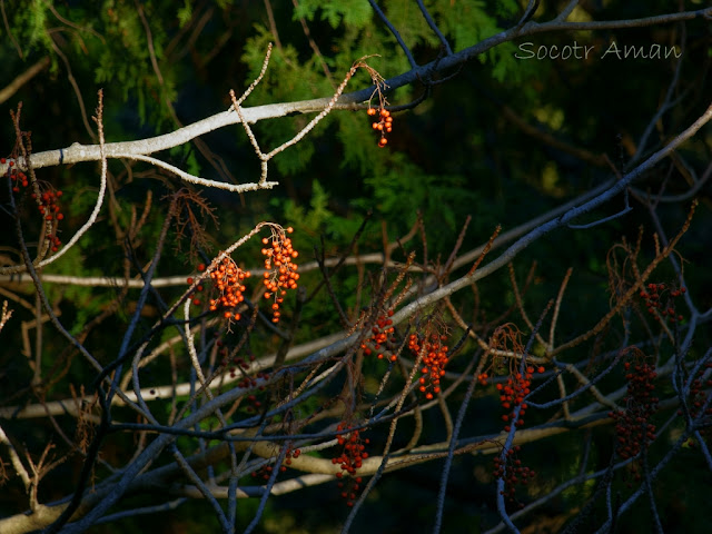 Idesia polycarpa